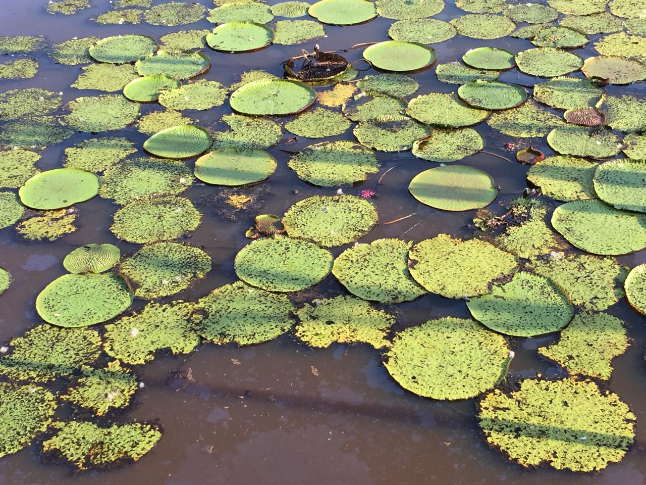 Morrendo na areia do rio: como as mudanças climáticas afetam as plantas aquáticas na Amazônia