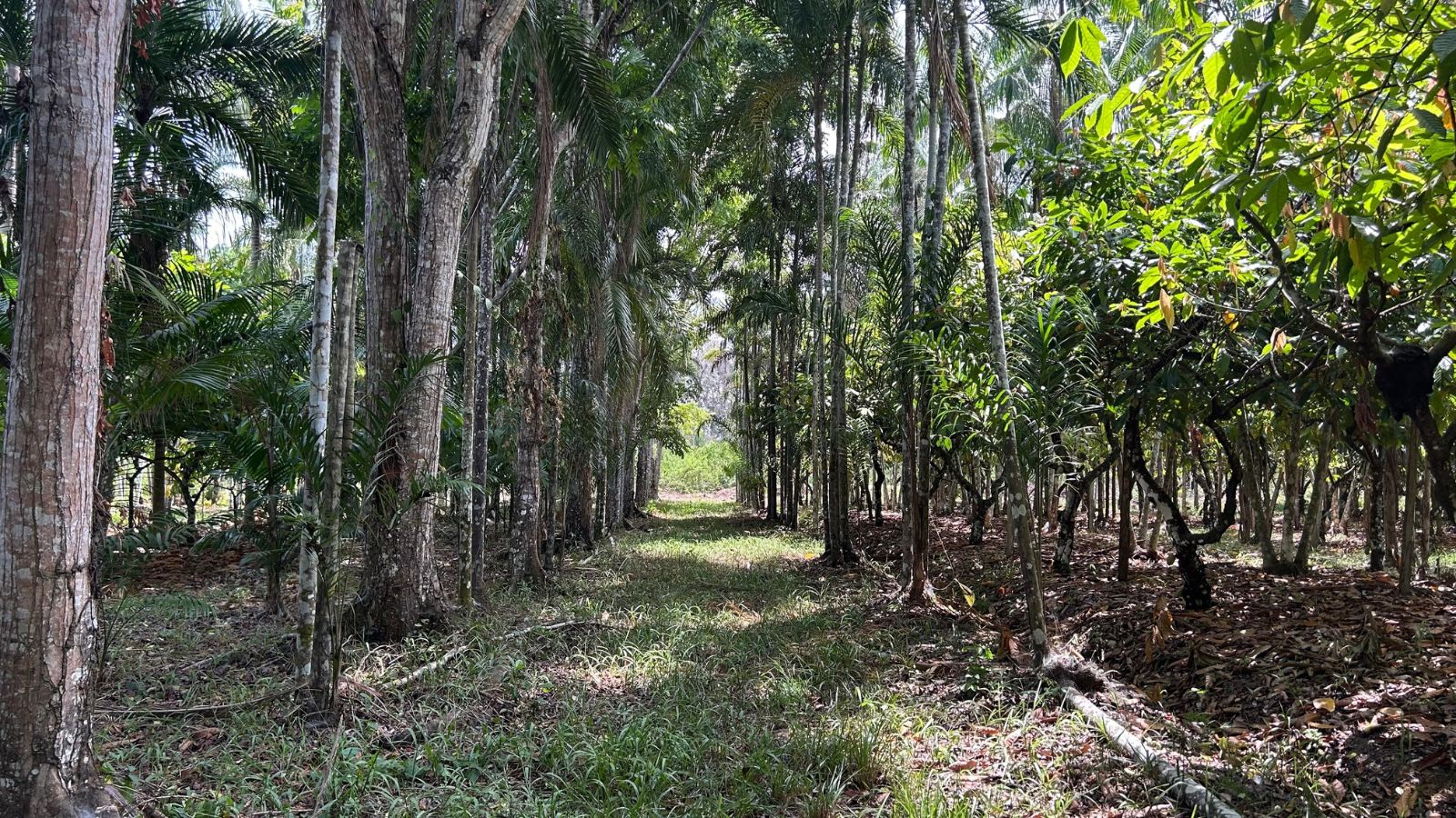 Herança japonesa na Amazônia: as agroflorestas que impulsionam a bioeconomia e mantêm o bioma em pé