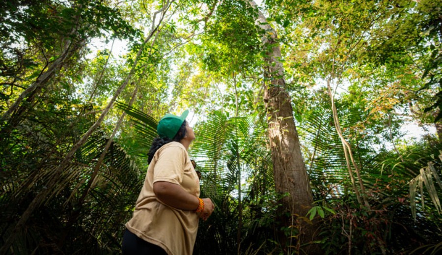 Podcast sobre o uso de IA na restauração da floresta é lançado nesta sexta (30)