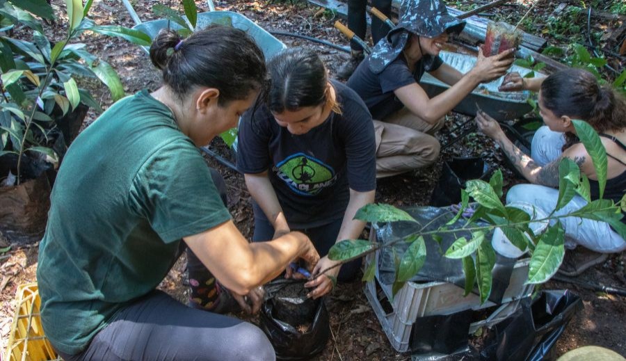 Amazônia: de objeto de pesquisa à protagonista da ciência