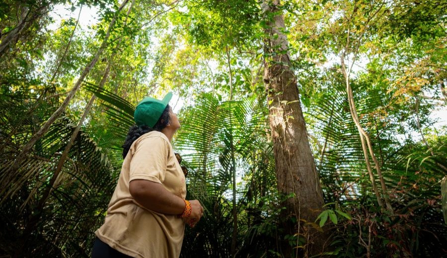 Formação gratuita vai conectar jornalismo, ciência e sementes da Amazônia